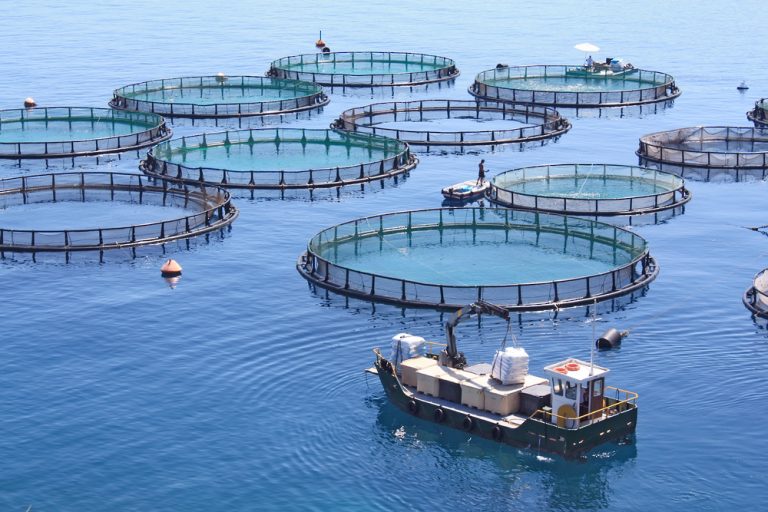طرح حزمة فرص استثماريّة في قطاع الأمن الغذائي